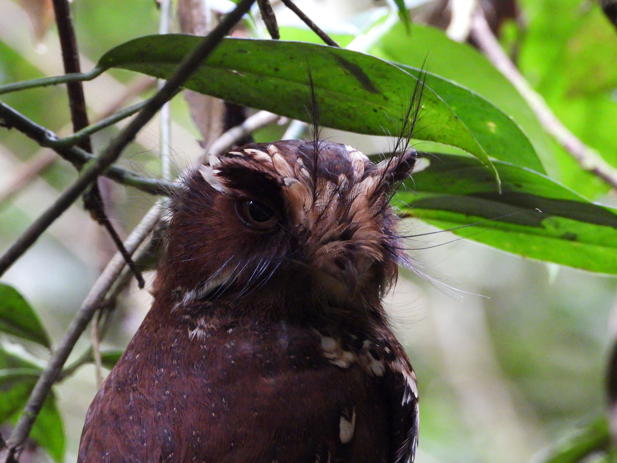 Feline Owlet-nightjar (Aegotheles insignis), photo 5