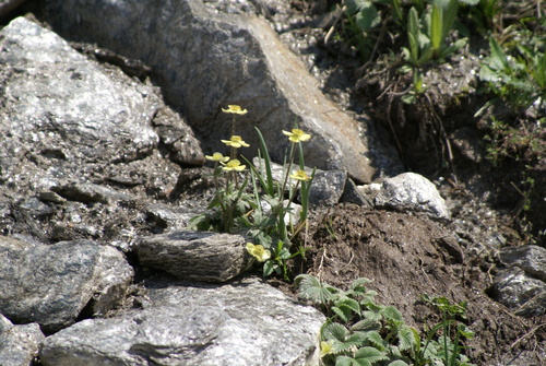 Anemonastrum obtusilobum, photograph 3