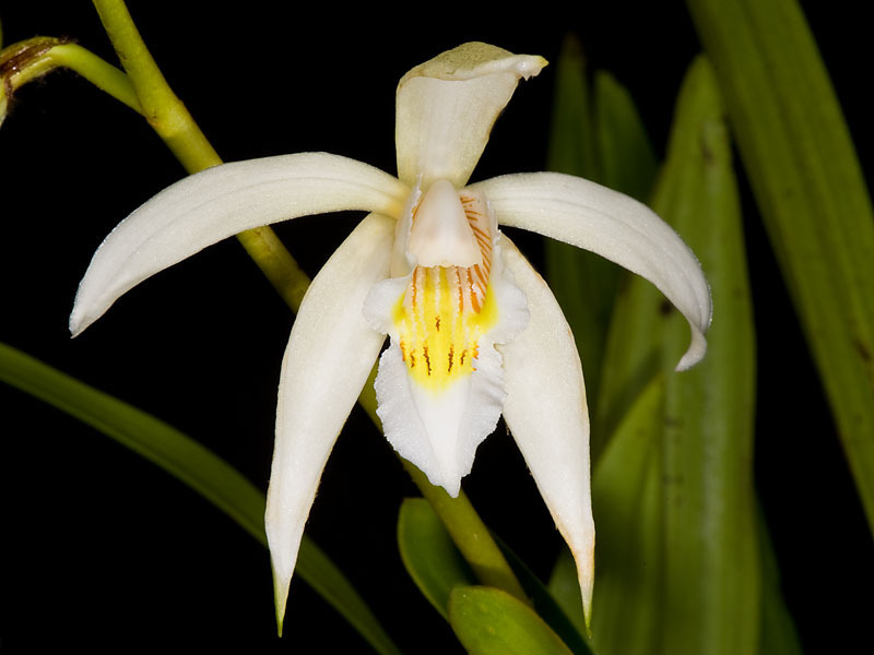Coelogyne sanderiana
