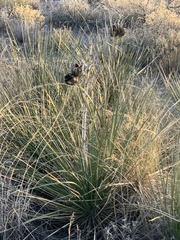 Yucca campestris