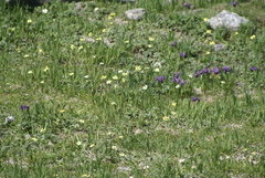 Anemonastrum obtusilobum