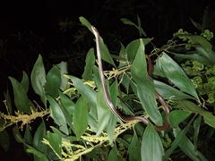Dendrelaphis caudolineatus