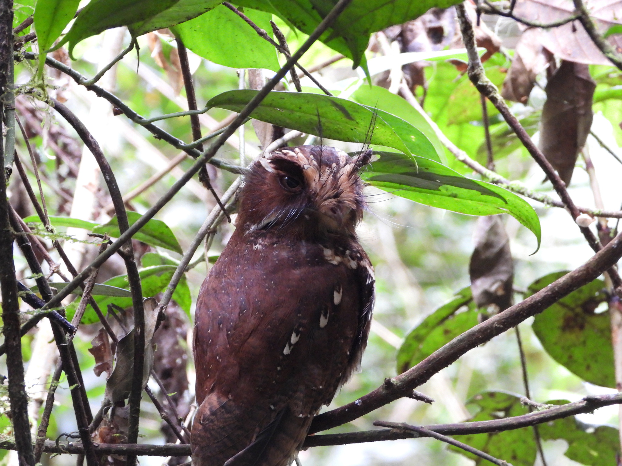 Feline Owlet-nightjar (Aegotheles insignis), photo 6