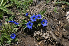 Gentiana tibetica