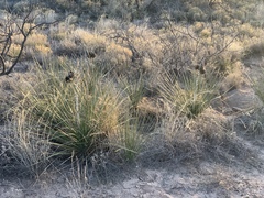 Yucca campestris