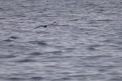 New Zealand Storm Petrel (Fregetta maoriana), photo 6