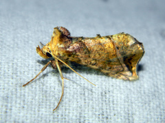 Pseudeva purpurigera