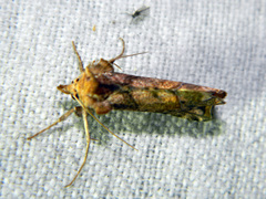 Pseudeva purpurigera