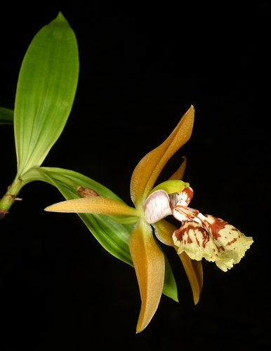 Coelogyne schilleriana