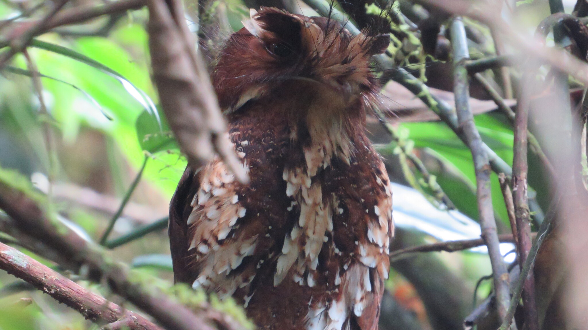 Feline Owlet-nightjar (Aegotheles insignis), photo 7