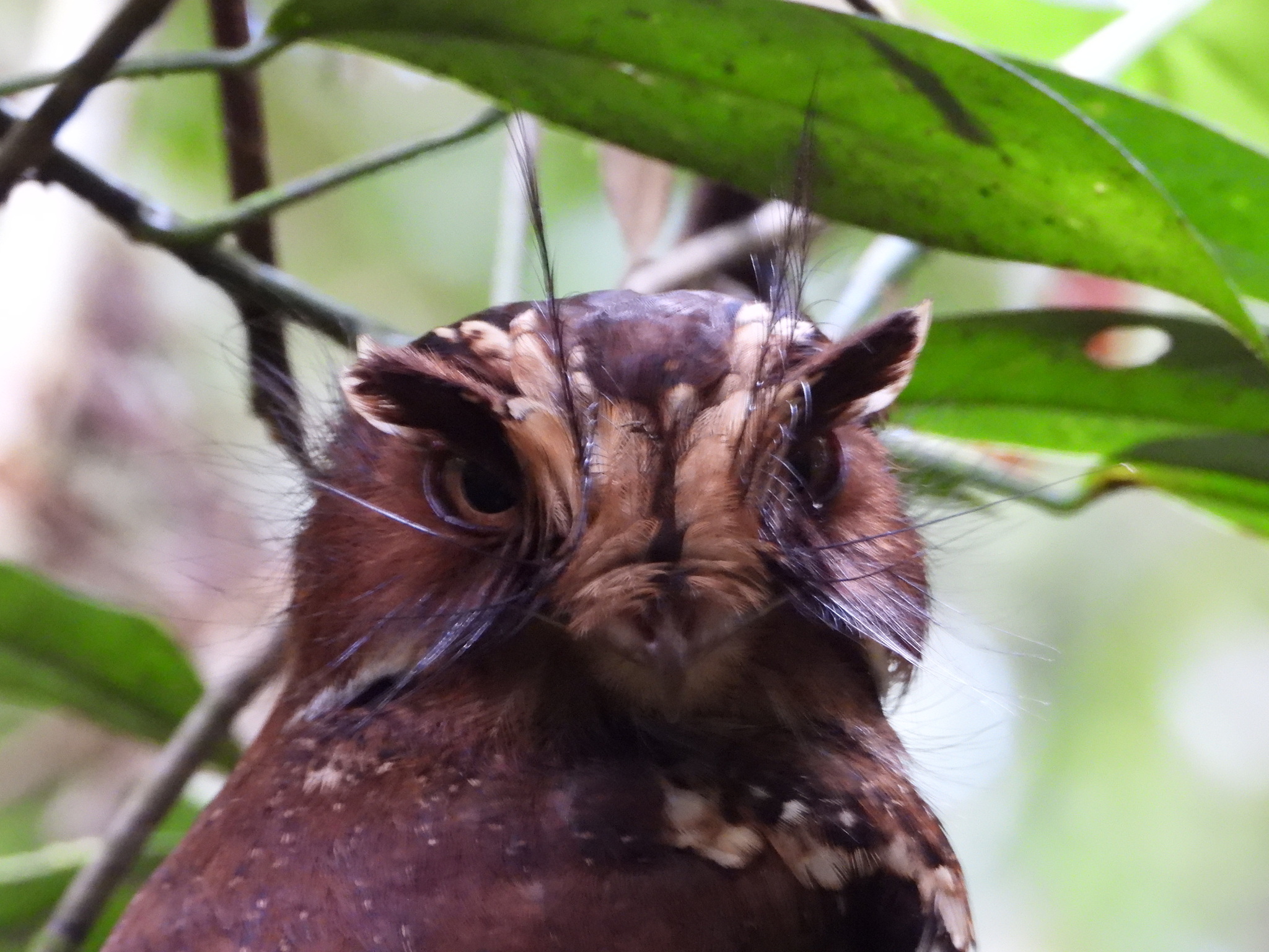 Feline Owlet-nightjar (Aegotheles insignis), photo 8