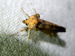 Pseudeva purpurigera