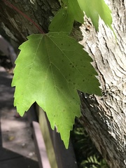 Acer rubrum image