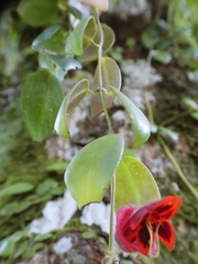 Aeschynanthus tricolor