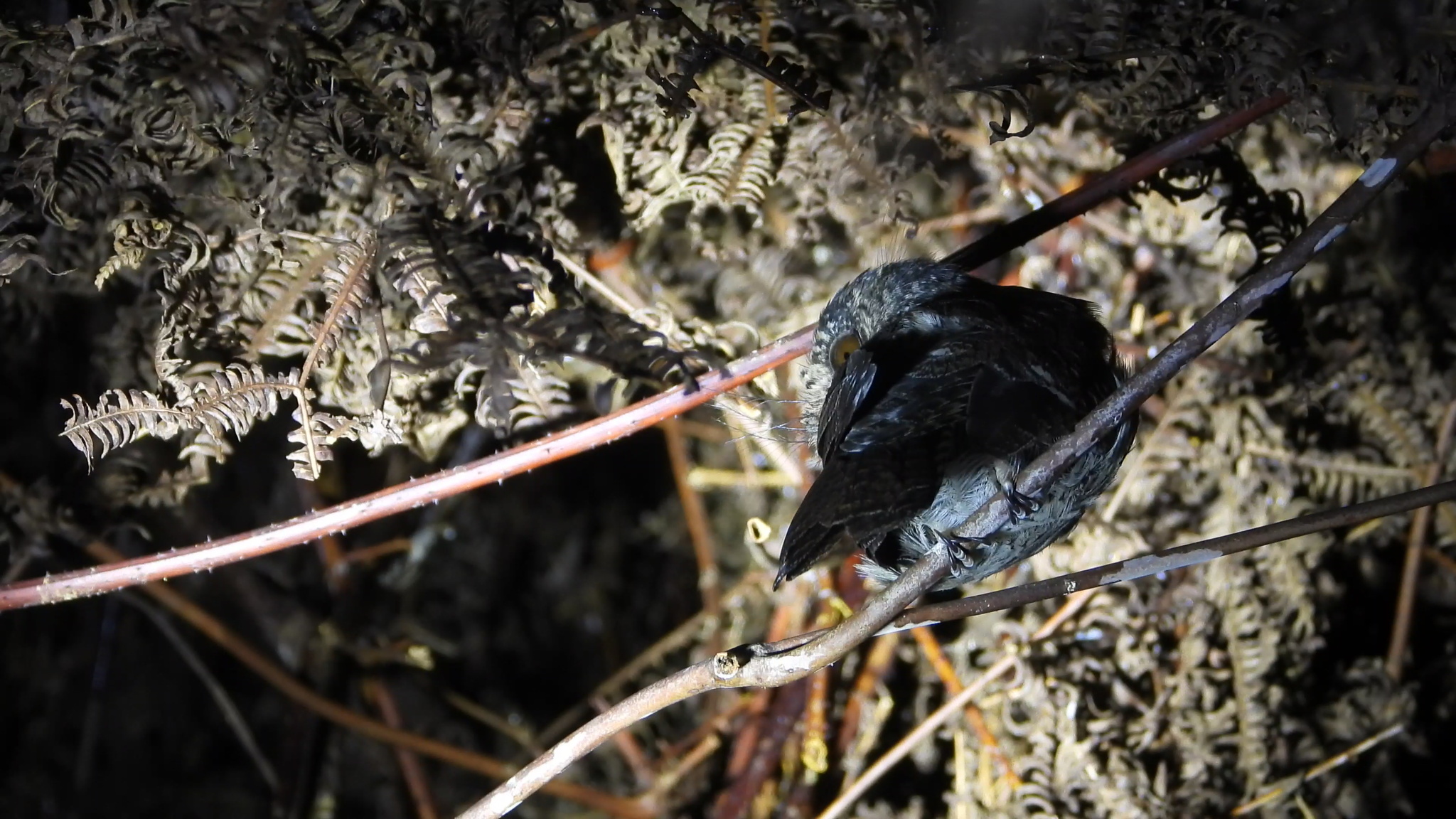 Mountain Owlet-nightjar (Aegotheles albertisi), photo 2