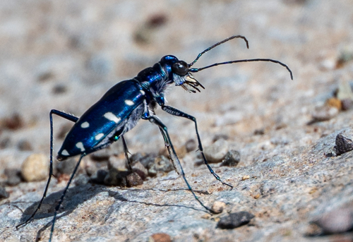 Calomera alboguttata