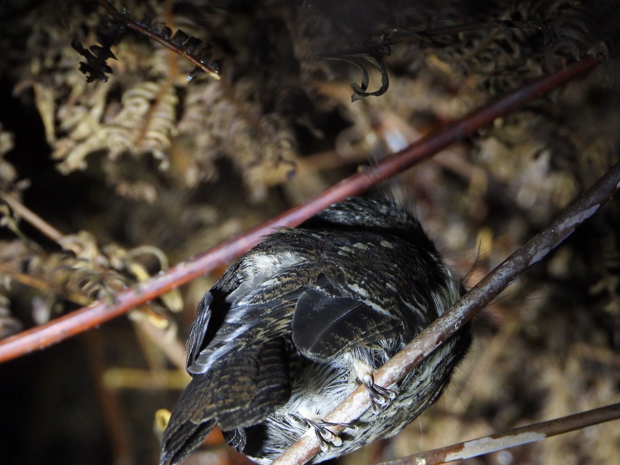 Mountain Owlet-nightjar (Aegotheles albertisi), photo 3