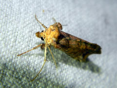 Pseudeva purpurigera