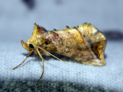 Pseudeva purpurigera