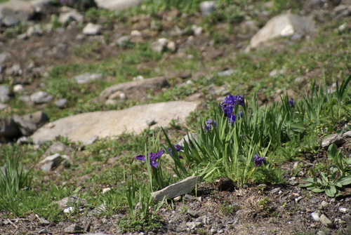 Image of Iris kemaonensis by no rights reserved