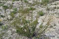 Scrophularia cretacea