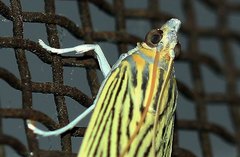 Tyspanodes linealis