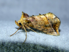 Pseudeva purpurigera