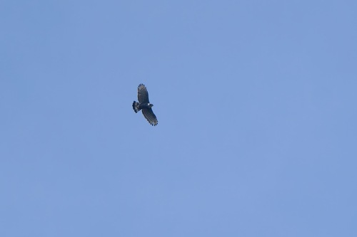Blyth's Hawk-Eagle