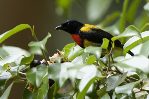 Scarlet-breasted Flowerpecker