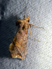 Pseudeva purpurigera