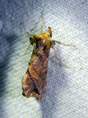 Pseudeva purpurigera