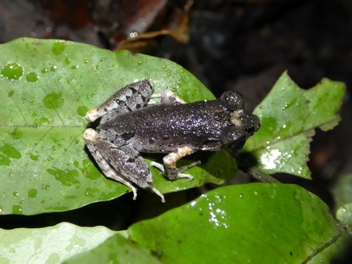 Matang Asian Toad, Leptobrachella gracilis
