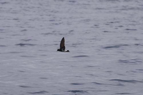 New Zealand Storm Petrel (Fregetta maoriana), photo 8