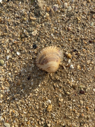 Gafrarium divaricatum observed 2026-01-23