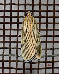 Tyspanodes linealis