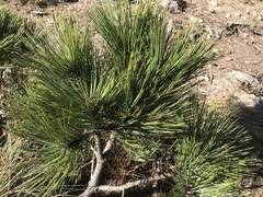 Pinus hartwegii