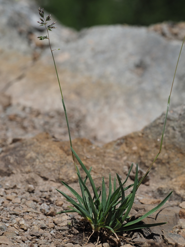 Poa pratensis