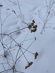 Torilis japonica