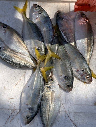 Banded scad (Alepes djedaba) — Carangidae — 2