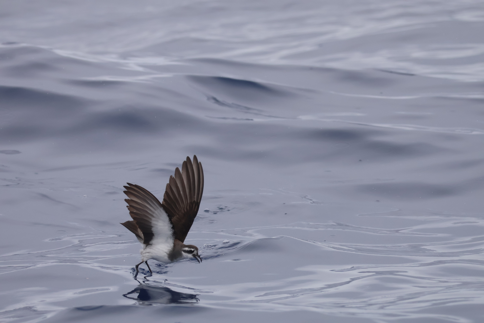 White-faced Storm Petrel (Pelagodroma marina), photo 2