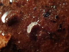 Vertagopus pseudocinereus