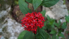 Pentas lanceolata