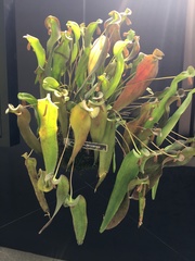 Pleurothallis perijaensis