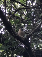 Fringilla coelebs canariensis