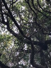Fringilla coelebs canariensis