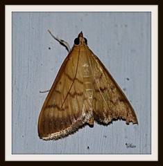 Lepidoptera