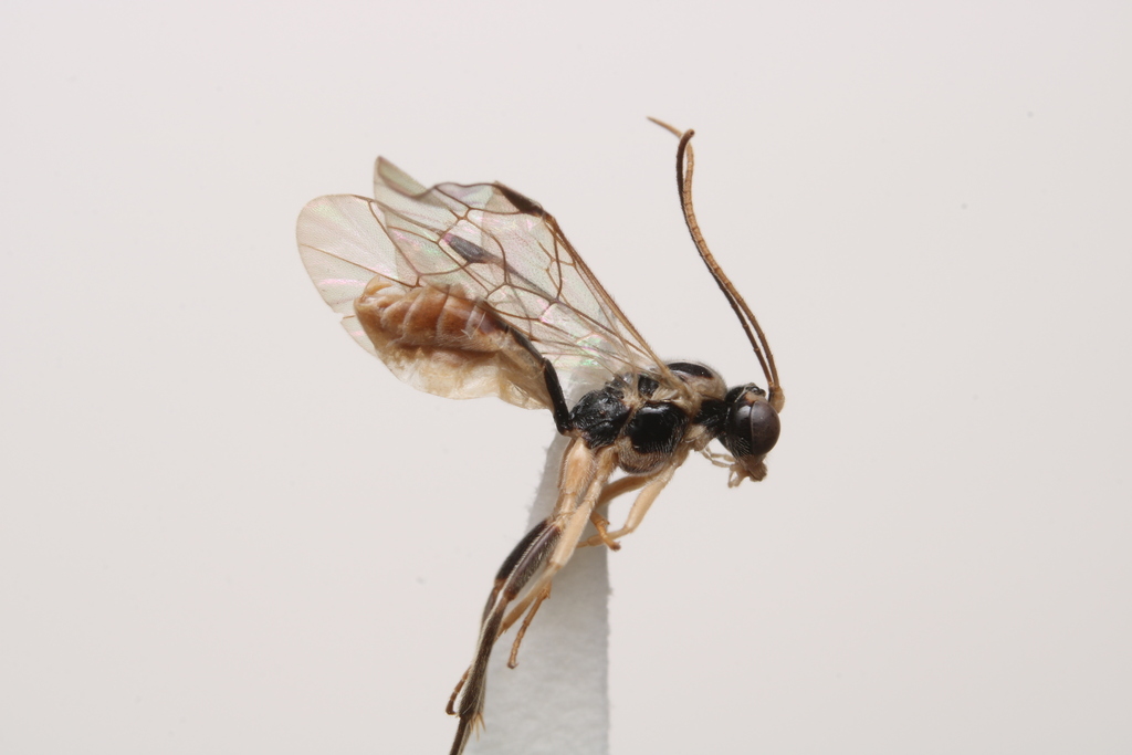 Lathiponus