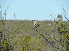 Ochetorhynchus phoenicurus