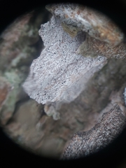 Chaenothecopsis