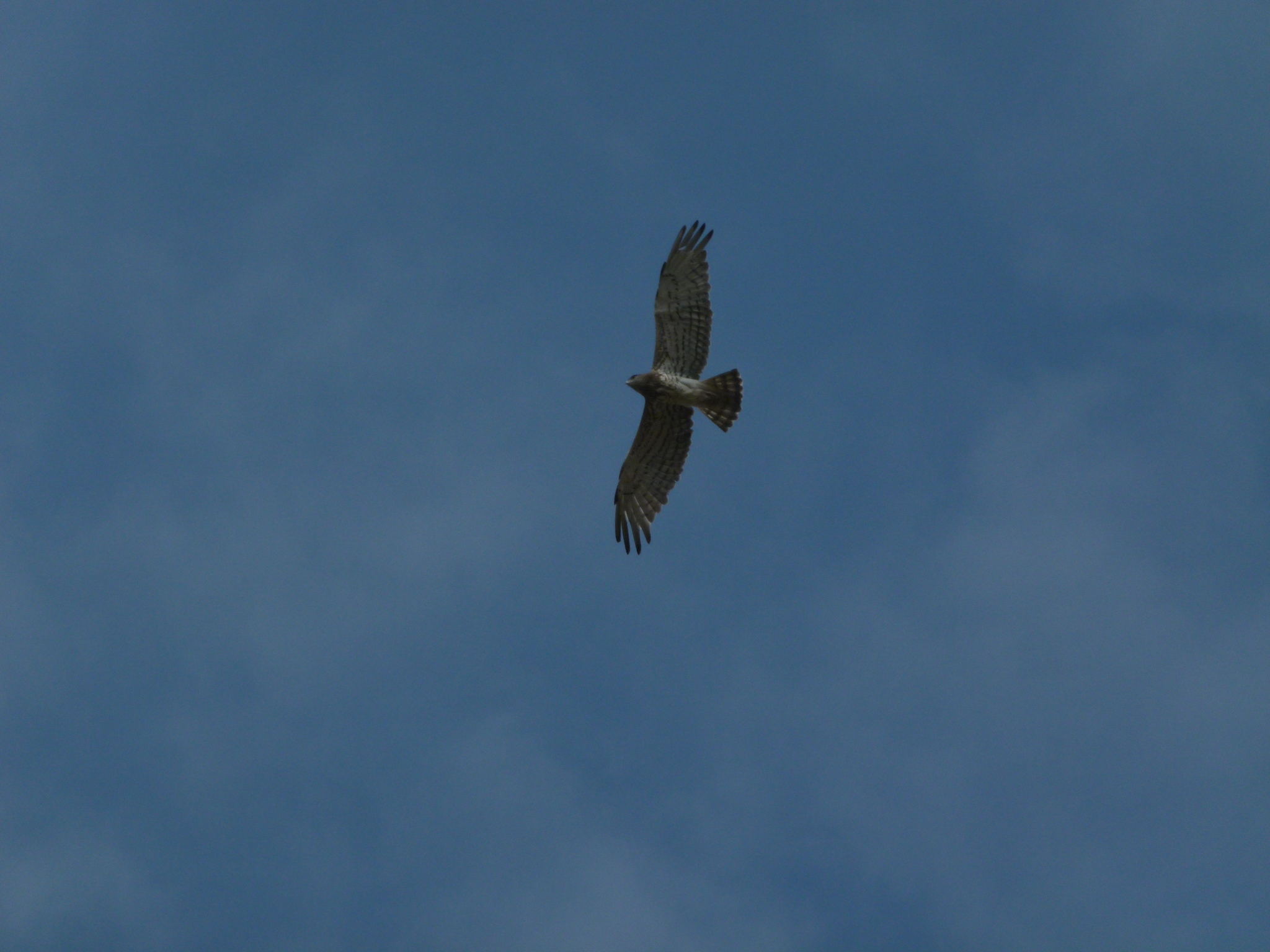 Short-toed Snake Eagle